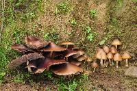 Psilocybe caerulescens image