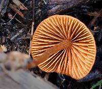 Conocybe tenera image