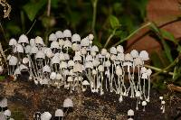 Coprinellus disseminatus image