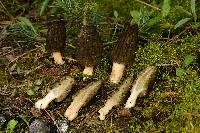 Morchella brunnea image