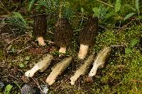 Morchella brunnea image