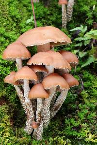 Psilocybe zapotecorum image