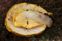 Amanita flavoconia image