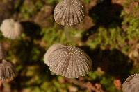 Coprinellus disseminatus image