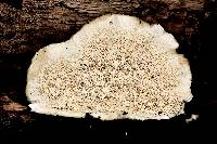 Trametes versicolor image