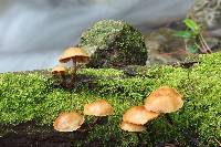 Galerina marginata image