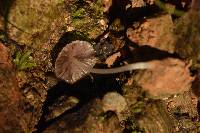 Coprinellus disseminatus image