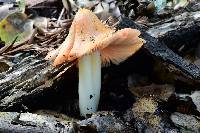 Hygrocybe calyptriformis var. calyptriformis image