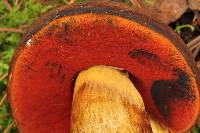 Boletus subvelutipes image