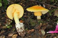 Amanita laurae image