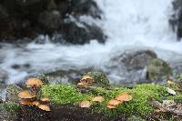 Galerina marginata image