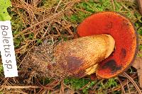 Boletus subvelutipes image