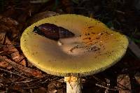 Amanita basii image