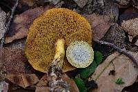 Suillus tomentosus image