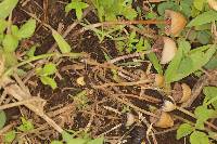 Psilocybe mexicana image