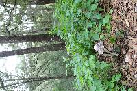 Coprinus comatus image