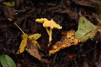 Entoloma murrayi image