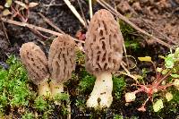 Image of Morchella brunnea