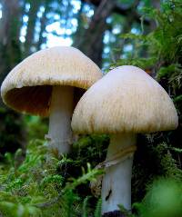 Cortinarius caperatus image