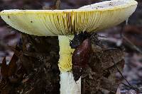 Amanita basii image