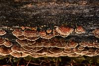 Trametes versicolor image