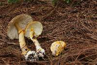 Amanita flavoconia image