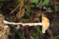 Psilocybe coprophila image