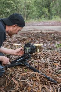 Amanita basii image