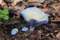 Lactarius indigo image