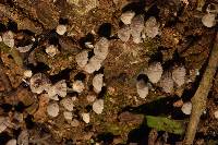 Coprinellus disseminatus image