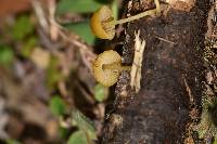 Pluteus chrysophlebius image