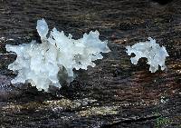 Tremella fuciformis image