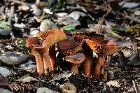 Lactarius rubidus image