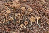 Inocybe calamistrata image