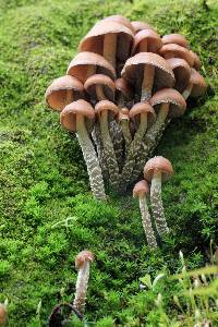 Psilocybe zapotecorum image