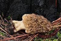 Morchella snyderi image