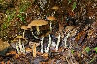 Psilocybe zapotecorum image