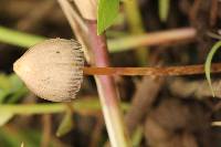 Psilocybe mexicana image