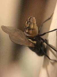 Entomophthora muscae image