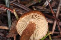 Inocybe calamistrata image