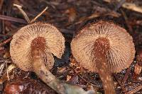 Inocybe calamistrata image