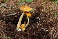 Amanita flavoconia image