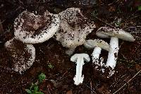 Amanita tuza image