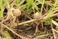 Psilocybe mexicana image