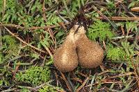 Lycoperdon umbrinum image