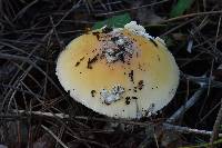 Amanita gemmata image