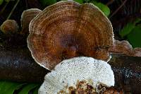 Trametes versicolor image