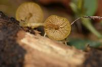 Pluteus chrysophlebius image