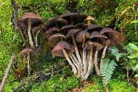 Psilocybe zapotecorum image