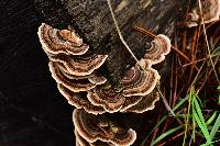 Trametes versicolor image